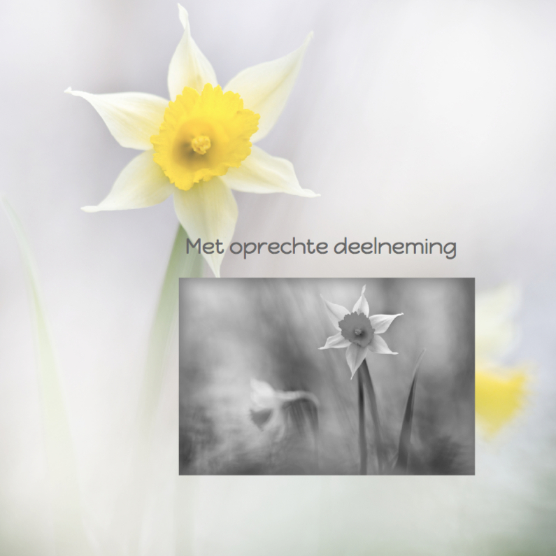 Condoleren met narcissen - Condoleancekaarten Condoleancekaarten - Condoleren met narcissen