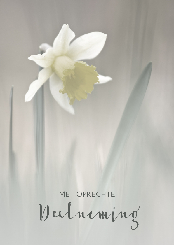 Condoleancekaarten - Deelneming met narcis