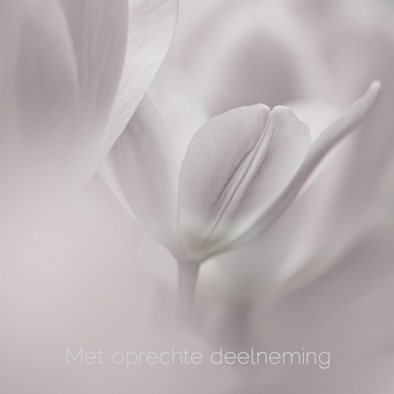 Deelneming met tulp - Condoleancekaarten Condoleancekaarten - Deelneming met tulp