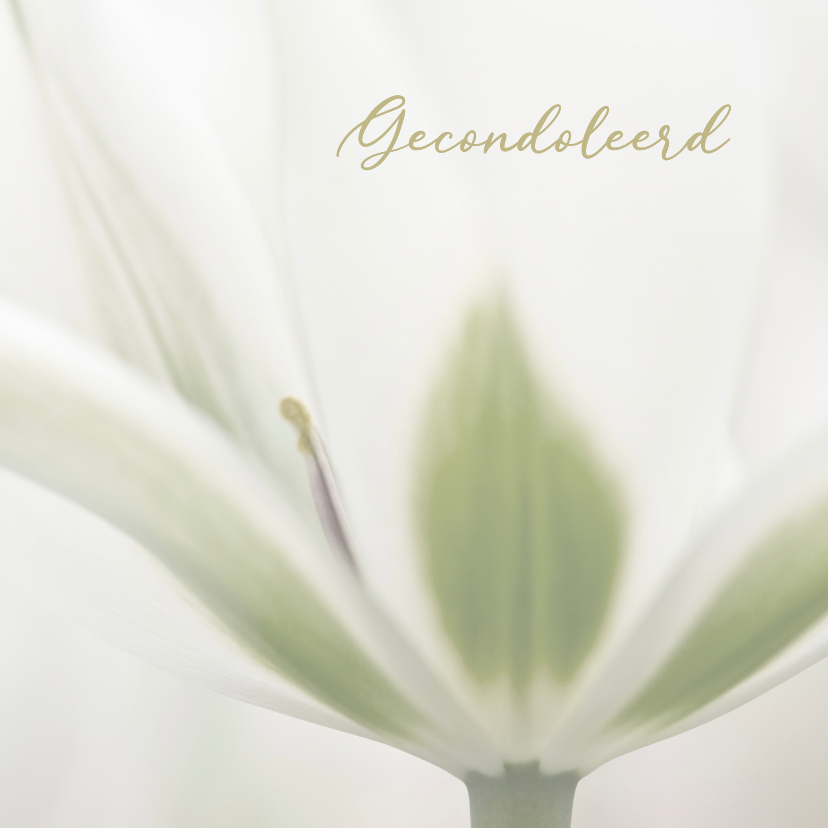 Condoleancekaarten - Deelneming met witte tulp