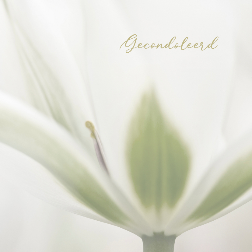 Condoleancekaarten - Deelneming met witte tulp