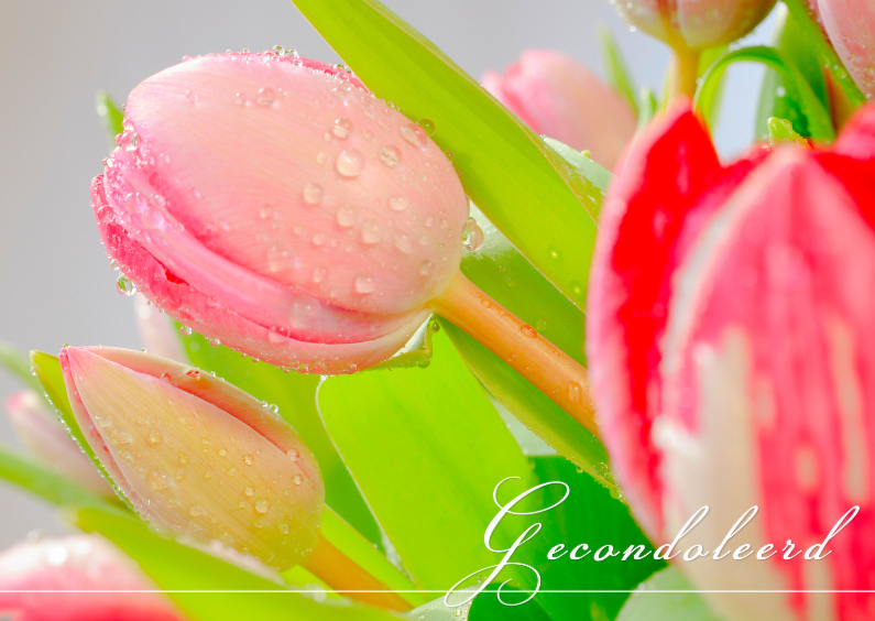 Drupppels op tulpen - Condoleancekaarten Condoleancekaarten - Drupppels op tulpen