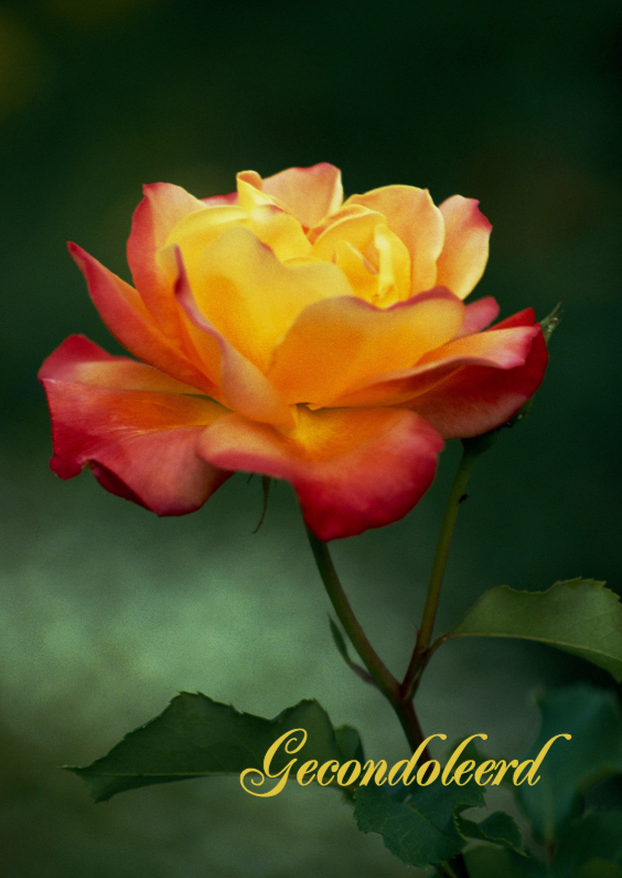 Condoleancekaarten - Een geel oranje roos-isf