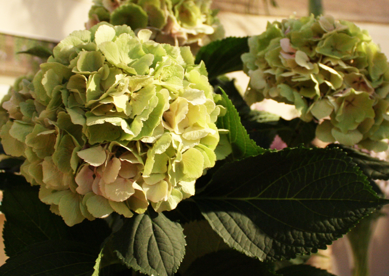 groene hortensia - Condoleancekaarten Condoleancekaarten - groene hortensia