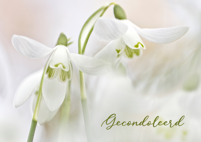Condoleancekaarten - Medeleven witte sneeuwklokjes