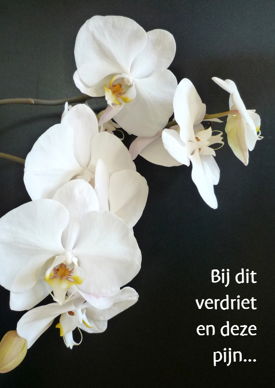 Orchidee tak - Condoleancekaarten Condoleancekaarten - Orchidee tak