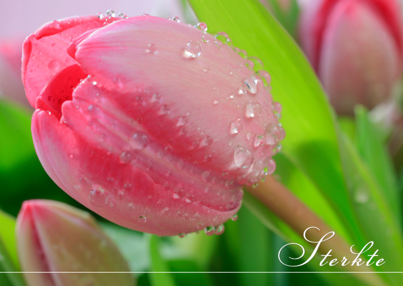 Roze tulp in bloei - Condoleancekaarten Condoleancekaarten - Roze tulp in bloei