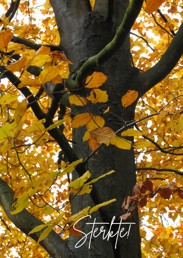 Sterkte Boom Herfst - OT - Condoleancekaarten Condoleancekaarten - Sterkte Boom Herfst - OT