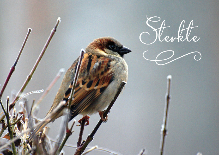 Condoleancekaarten - Sterkte kaart foto vogel