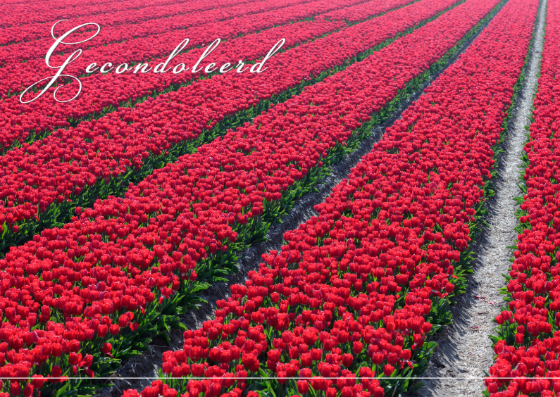 Tulpenveld - Condoleancekaarten Condoleancekaarten - Tulpenveld