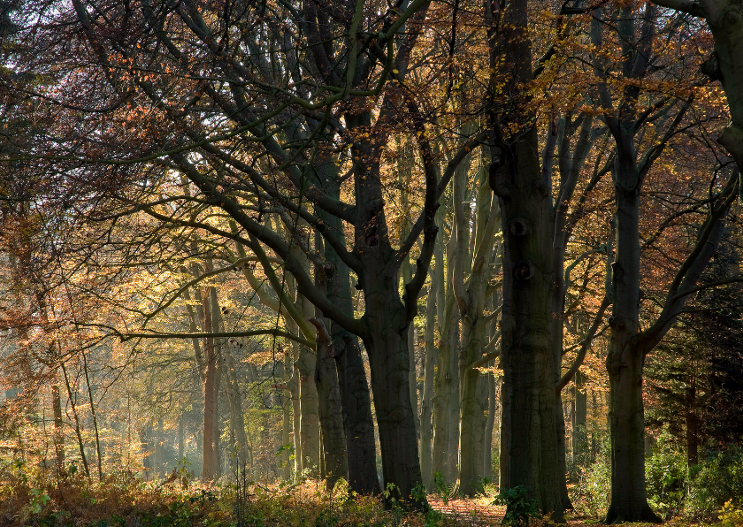 Verstild herfstbos in vriendelijk licht - Condoleancekaarten Condoleancekaarten - Verstild herfstbos in vriendelijk licht