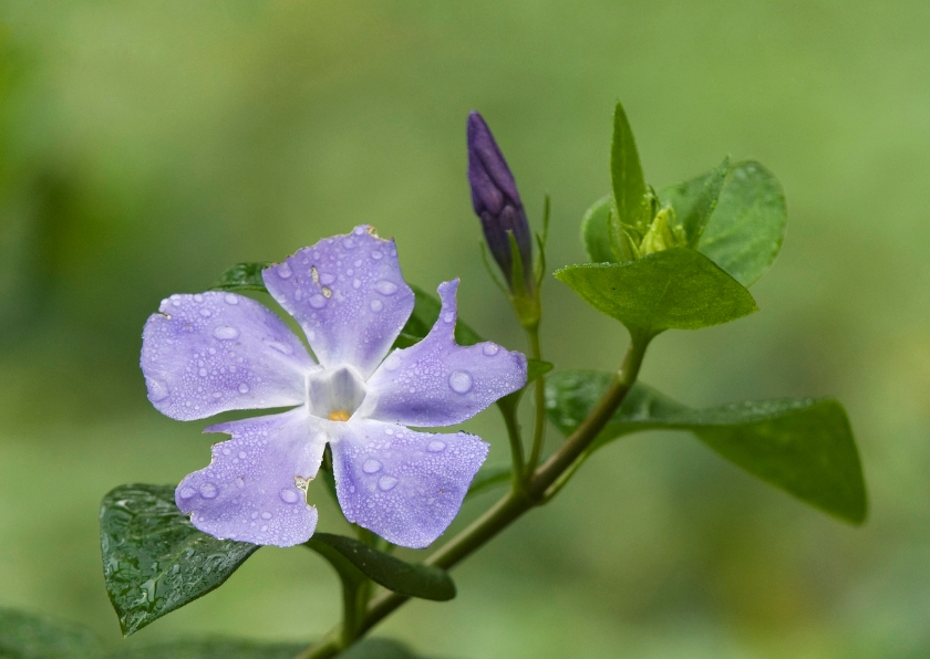 Vinca Major - Condoleancekaarten Condoleancekaarten - Vinca Major