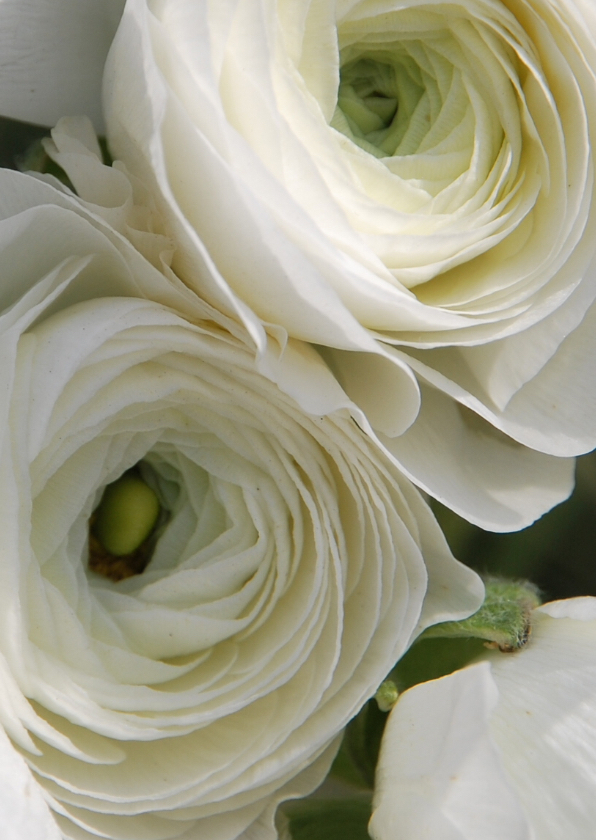 Condoleancekaarten - Witte bloemen av