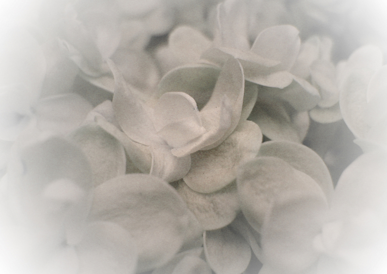 witte hortensia - Condoleancekaarten Condoleancekaarten - witte hortensia