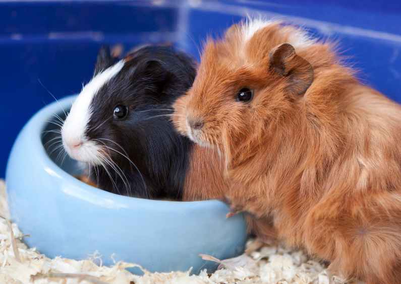 cavia duo - Dierenkaarten Dierenkaarten - cavia duo