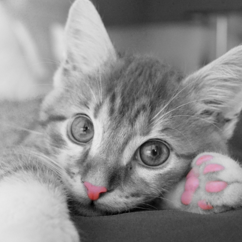 Come here baby - DH - Dierenkaarten Dierenkaarten - Come here baby - DH