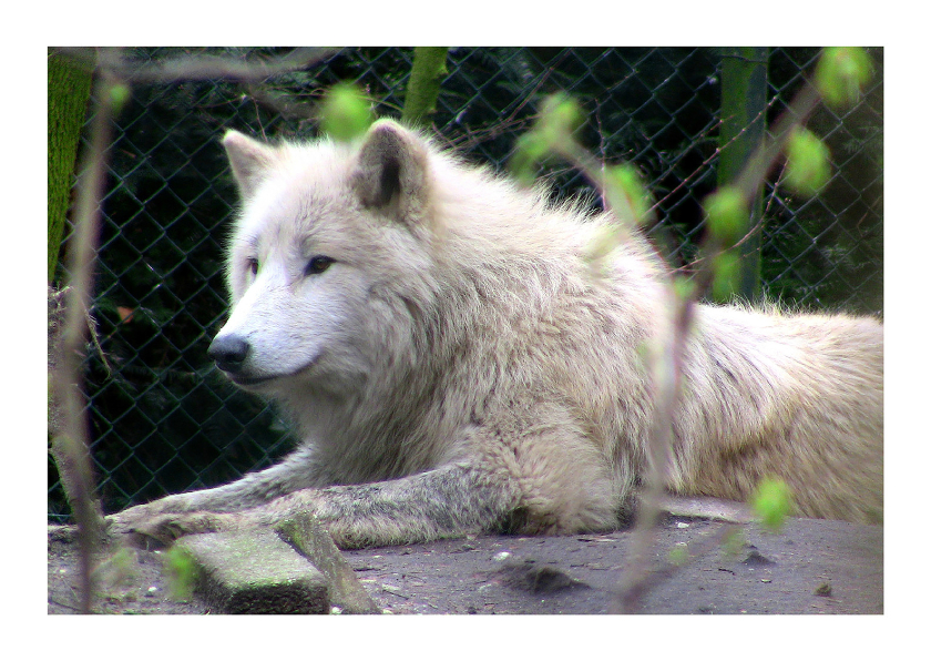 Dieren Fotokaart witte wolf - Dierenkaarten Dierenkaarten - Dieren Fotokaart witte wolf