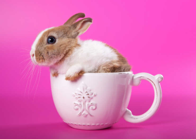 Dieren kaart - Konijntje in mok - Dierenkaarten Dierenkaarten - Dieren kaart - Konijntje in mok