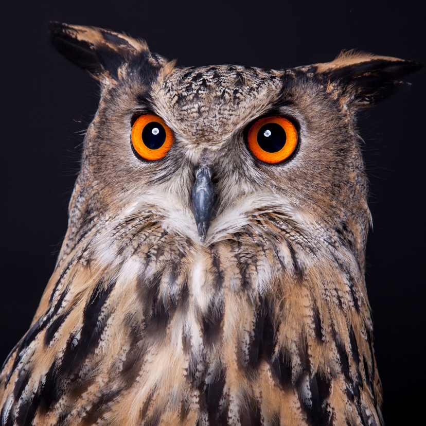 Dieren kaart - Uil - Oehoe - Dierenkaarten Dierenkaarten - Dieren kaart - Uil - Oehoe