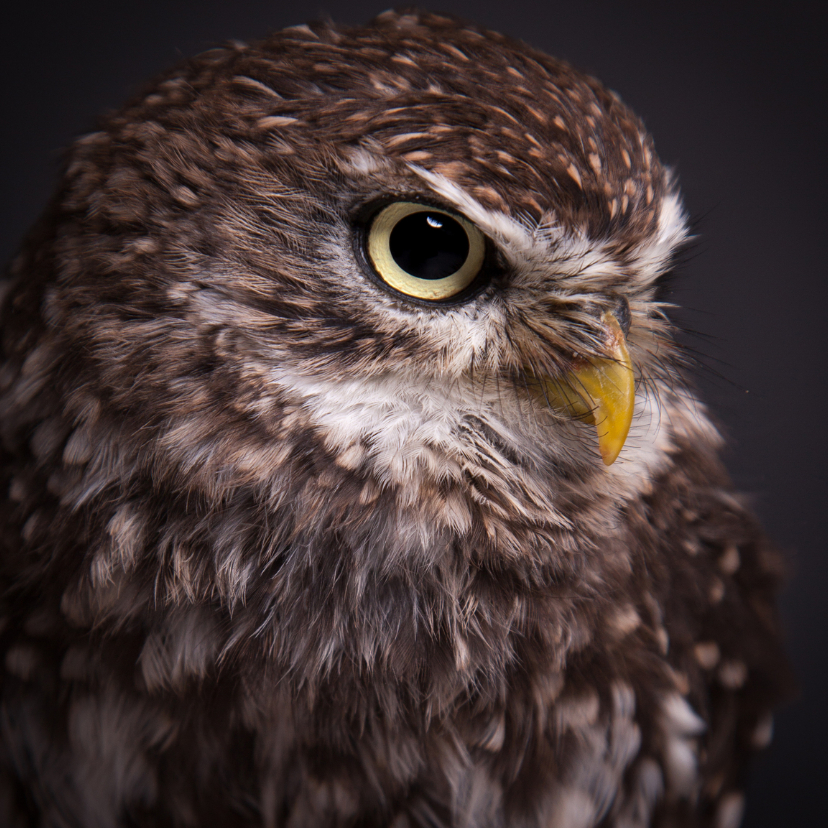 Dieren kaart - Uil - Steenuil - Dierenkaarten Dierenkaarten - Dieren kaart - Uil - Steenuil