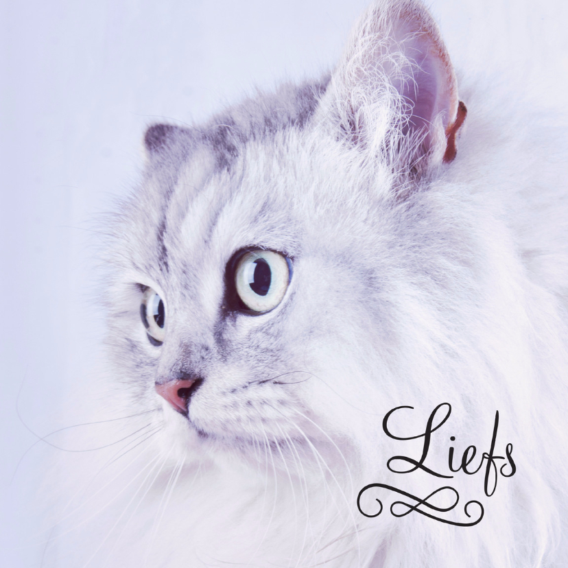 Dieren kat liefs - Dierenkaarten Dierenkaarten - Dieren kat liefs