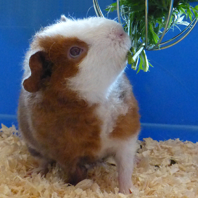 Dieren knabbelende Cavia - Dierenkaarten Dierenkaarten - Dieren knabbelende Cavia