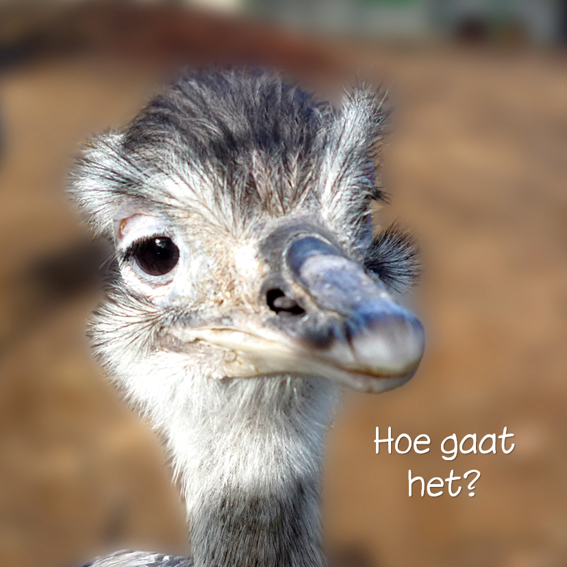 Dieren nieuwsgierige Struisvogel - Dierenkaarten Dierenkaarten - Dieren nieuwsgierige Struisvogel