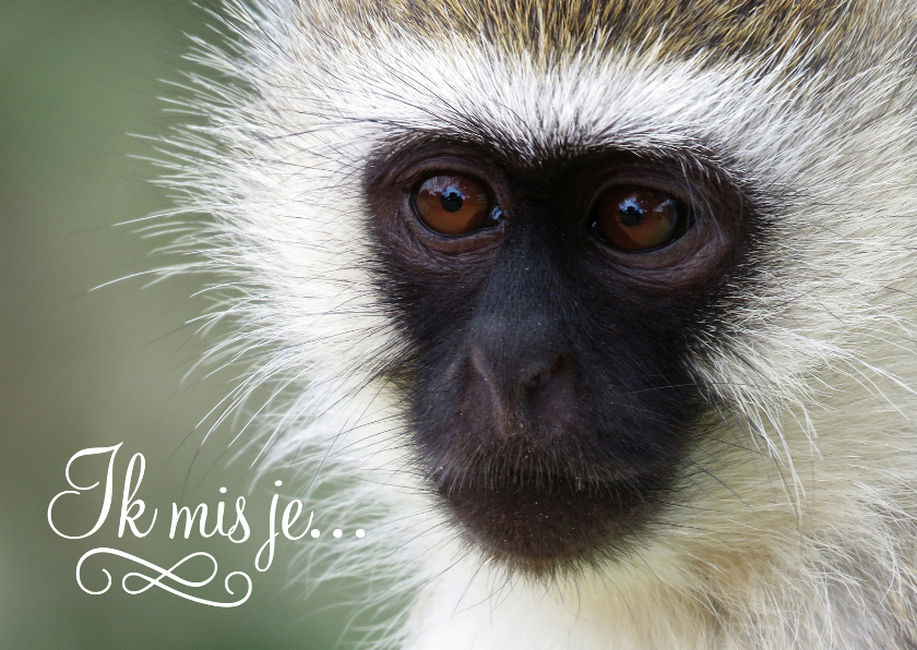 Dierenkaart aap ik mis je - Dierenkaarten Dierenkaarten - Dierenkaart aap ik mis je