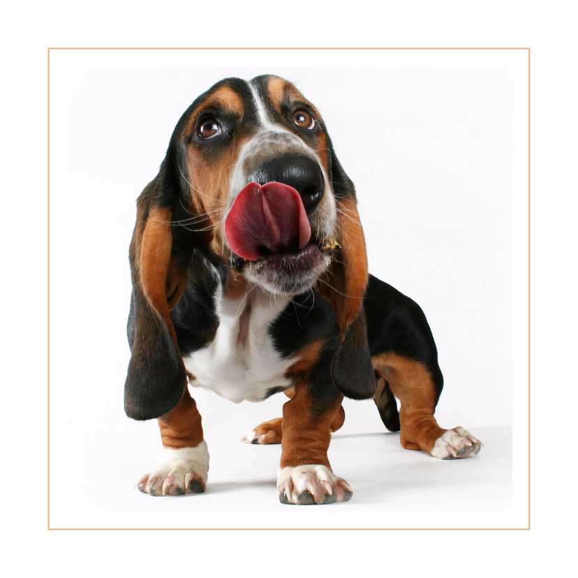 Dierenkaart Basset Hound - Dierenkaarten Dierenkaarten - Dierenkaart Basset Hound