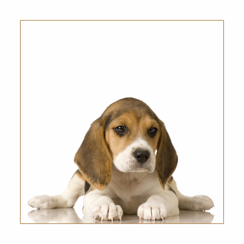 Dierenkaart beagle Puppy - Dierenkaarten Dierenkaarten - Dierenkaart beagle Puppy