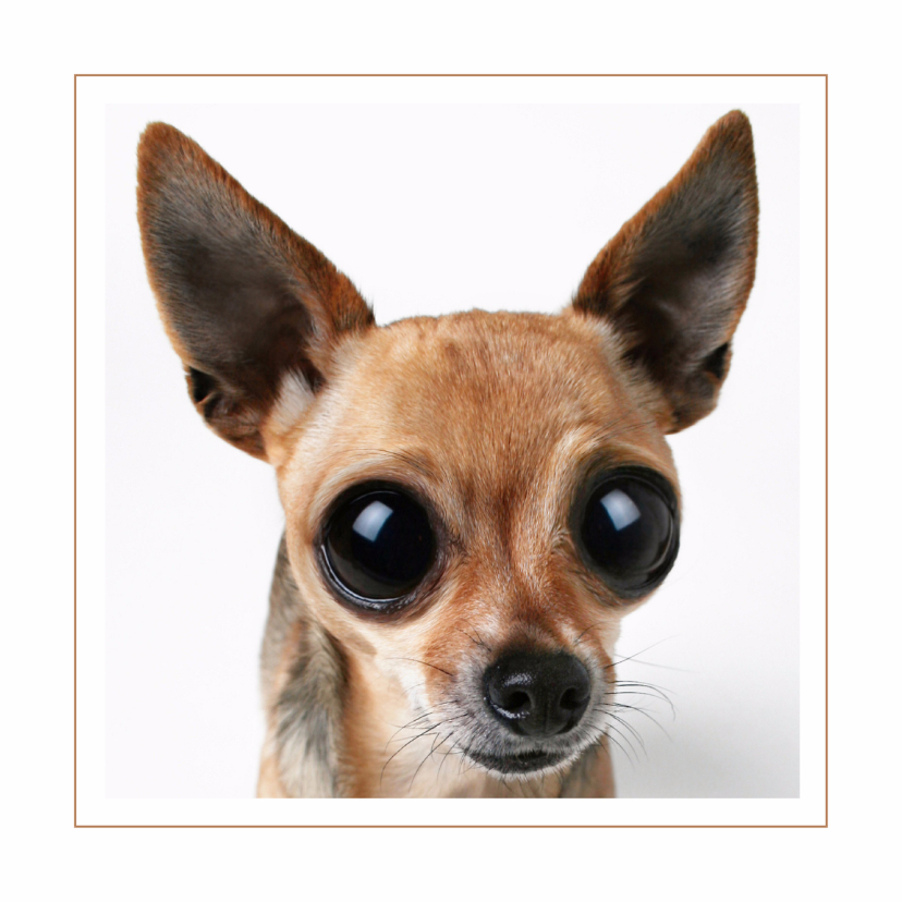 Dierenkaarten - Dierenkaart Chihuahua