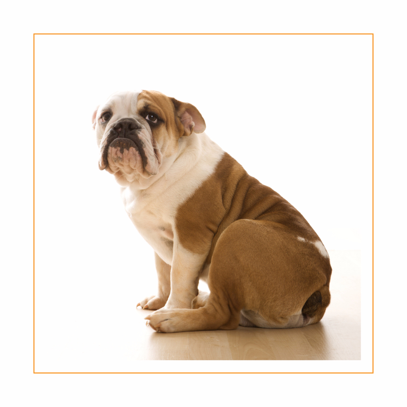 Dierenkaart Engelse bulldog - Dierenkaarten Dierenkaarten - Dierenkaart Engelse bulldog
