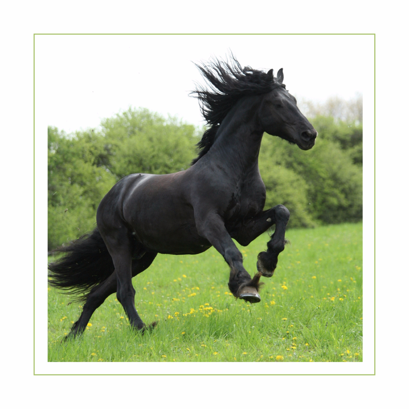 Dierenkaart Fries paard - Dierenkaarten Dierenkaarten - Dierenkaart Fries paard