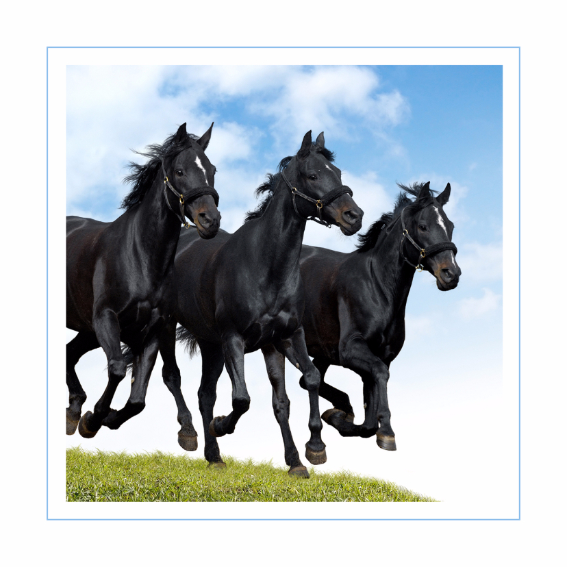 Dierenkaarten - Dierenkaart galopperende paarden