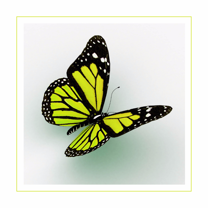 Dierenkaarten - Dierenkaart gele vlinder