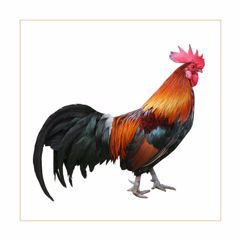 Dierenkaart Haan - Dierenkaarten Dierenkaarten - Dierenkaart Haan