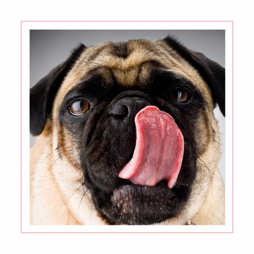 Dierenkaart Hondje met tong - Dierenkaarten Dierenkaarten - Dierenkaart Hondje met tong