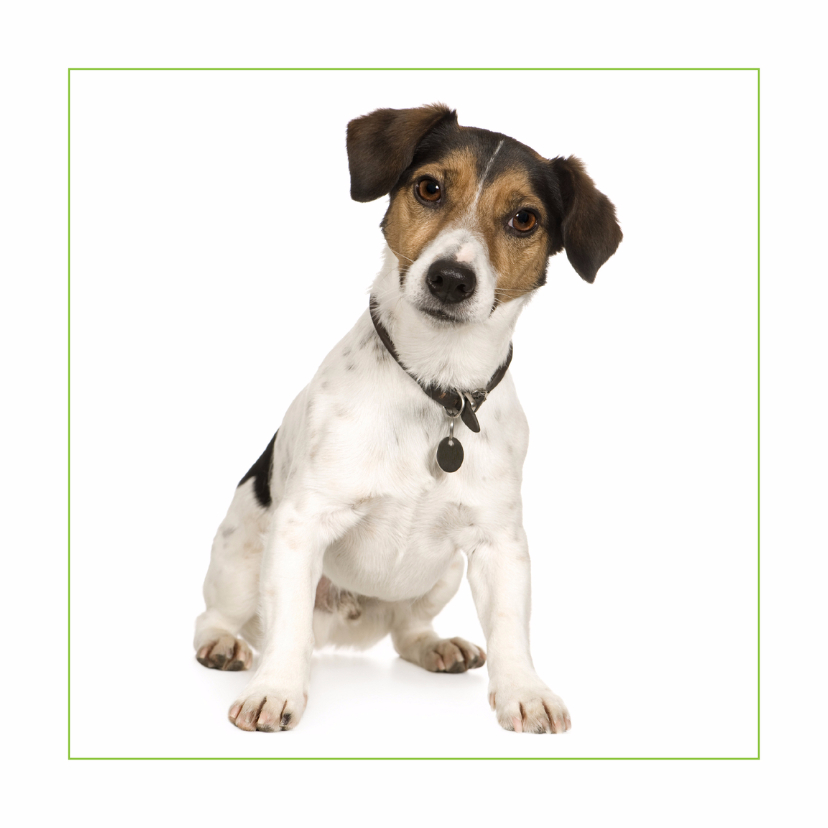 Dierenkaart Jack russel - Dierenkaarten Dierenkaarten - Dierenkaart Jack russel