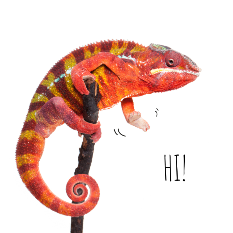 Dierenkaarten - Dierenkaart Kameleon - Saying Hi!