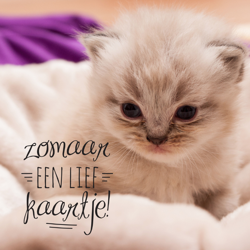 Dierenkaart kitten zomaar - Dierenkaarten Dierenkaarten - Dierenkaart kitten zomaar