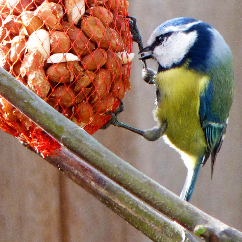Dierenkaart Koolmeesje - Dierenkaarten Dierenkaarten - Dierenkaart Koolmeesje