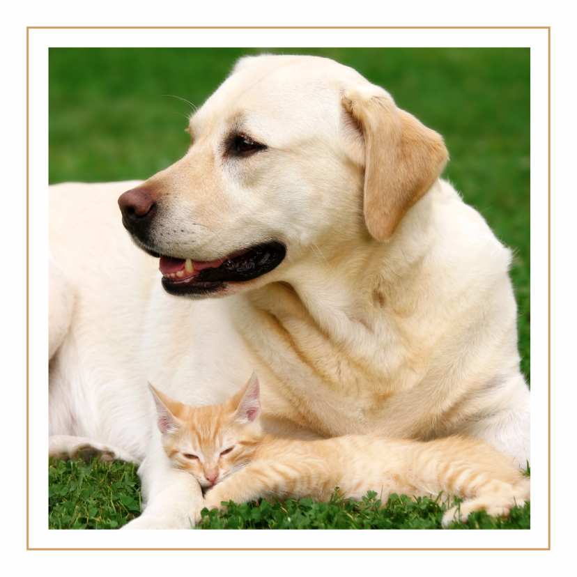 Dierenkaarten - Dierenkaart labrador met kat
