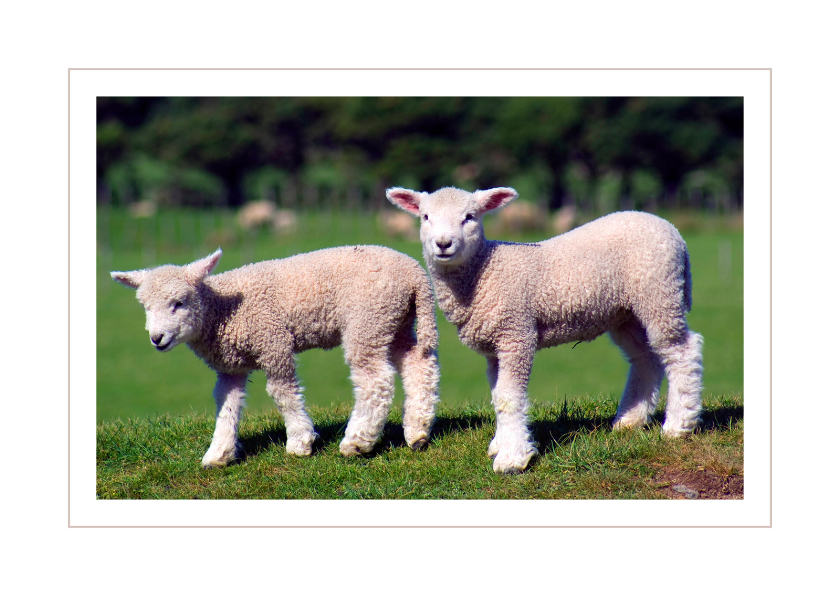 Dierenkaart Lammetjes - Dierenkaarten Dierenkaarten - Dierenkaart Lammetjes