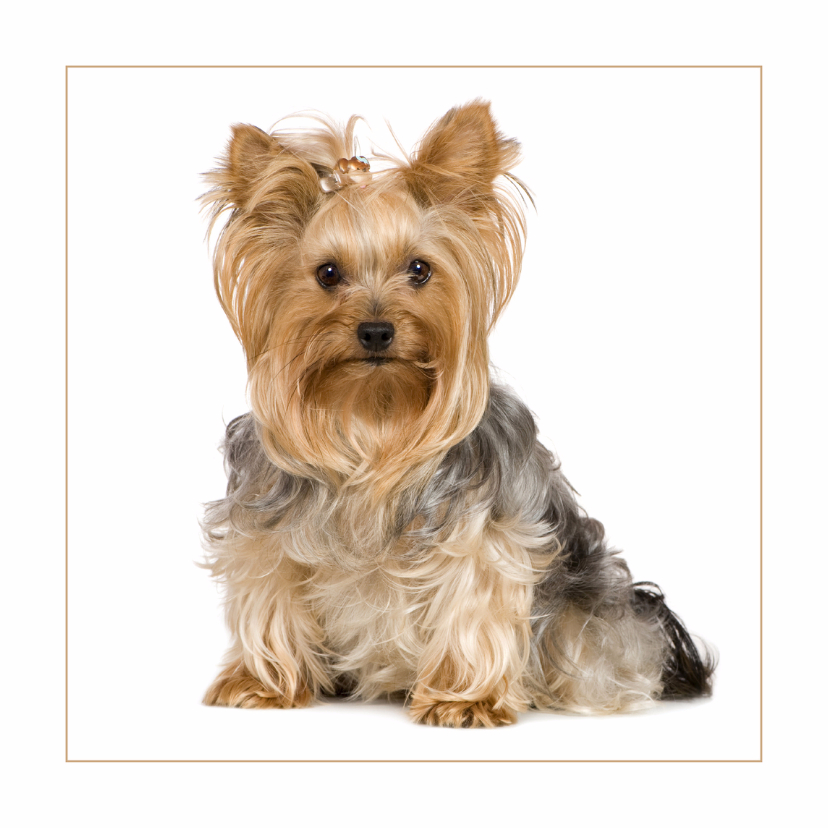 Dierenkaart Lief hondje met strikje - Dierenkaarten Dierenkaarten - Dierenkaart Lief hondje met strikje