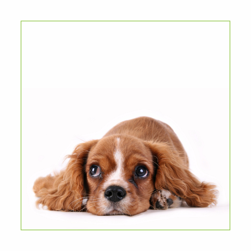 Dierenkaart Lief hondje - Dierenkaarten Dierenkaarten - Dierenkaart Lief hondje