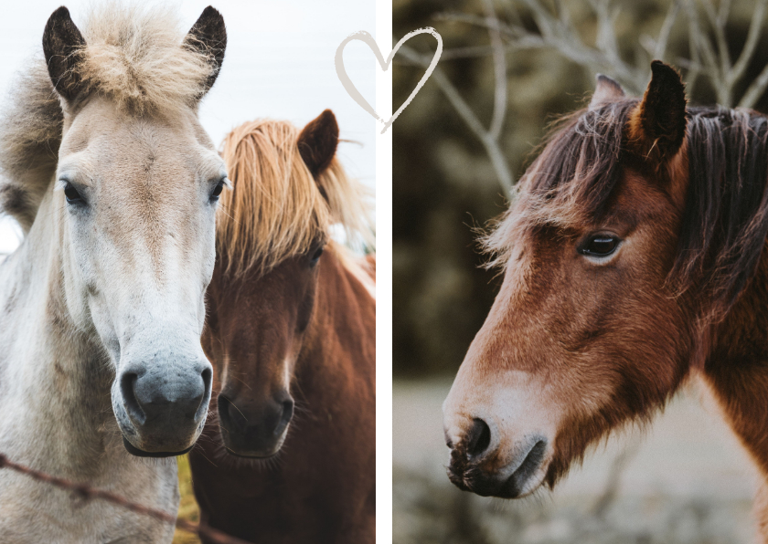 Dierenkaart met 2 foto's - Dierenkaarten Dierenkaarten - Dierenkaart met 2 foto's
