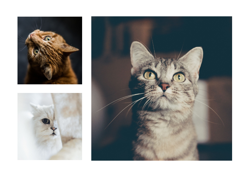 Dierenkaarten - Dierenkaart met 3 foto's van je huisdieren