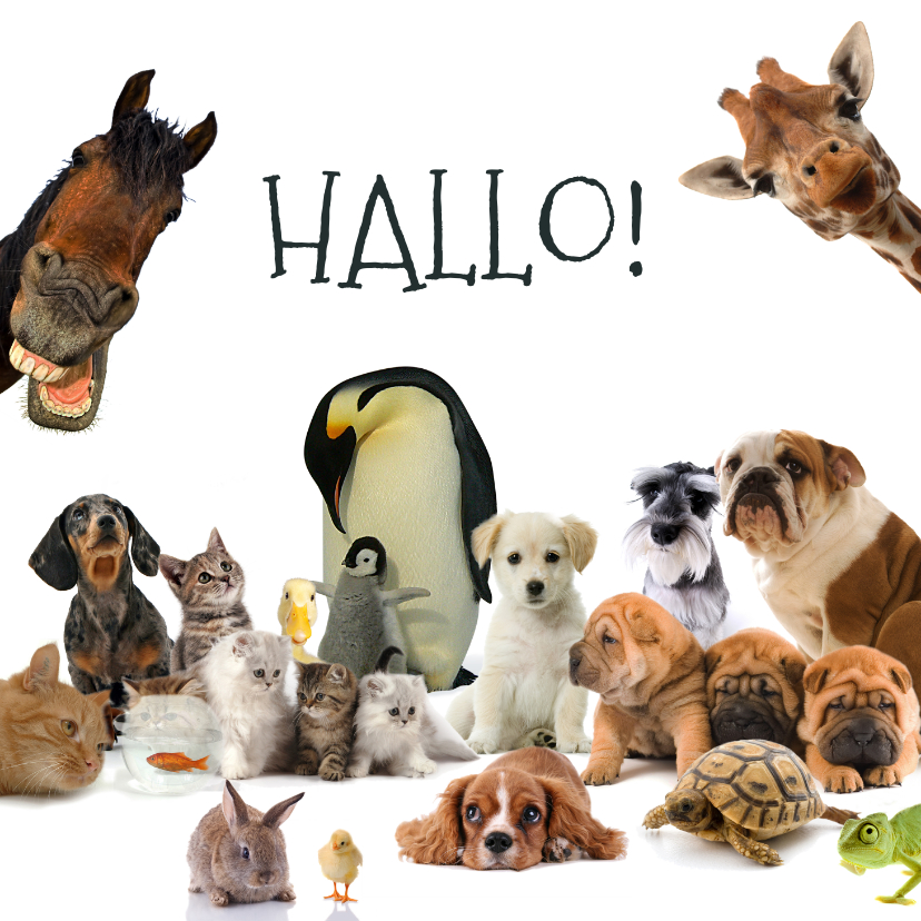 Dierenkaarten - Dierenkaart met allemaal verschillende dieren
