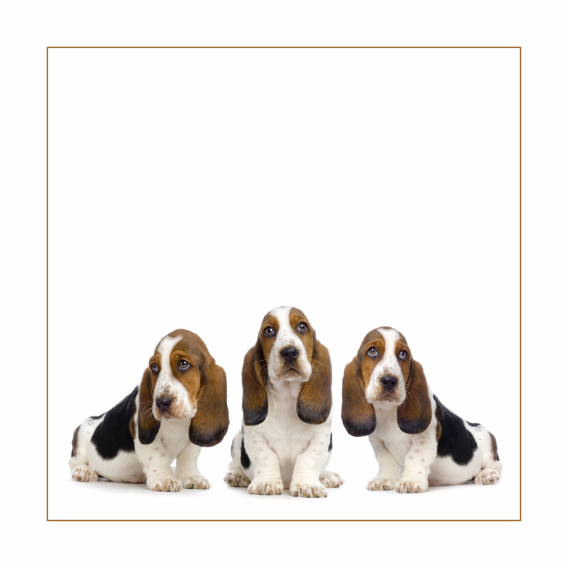 Dierenkaart met drie lieve pups - Dierenkaarten Dierenkaarten - Dierenkaart met drie lieve pups
