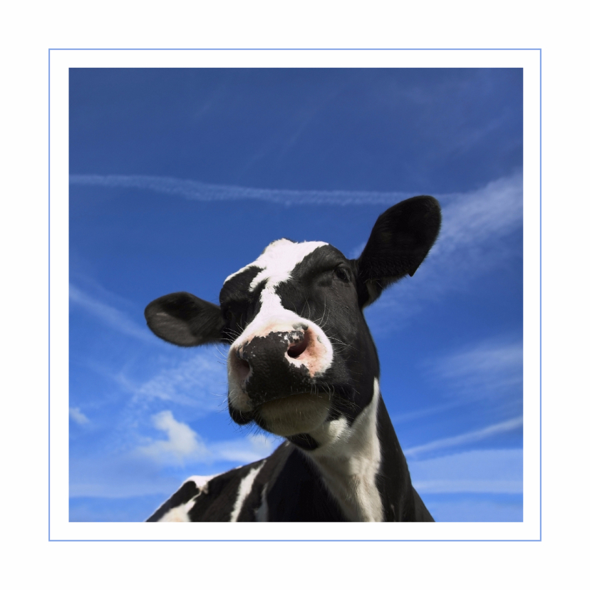 Dierenkaarten - Dierenkaart met grappige koe